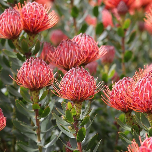 Leucospermum Carnival Red - Ladybird Nursery