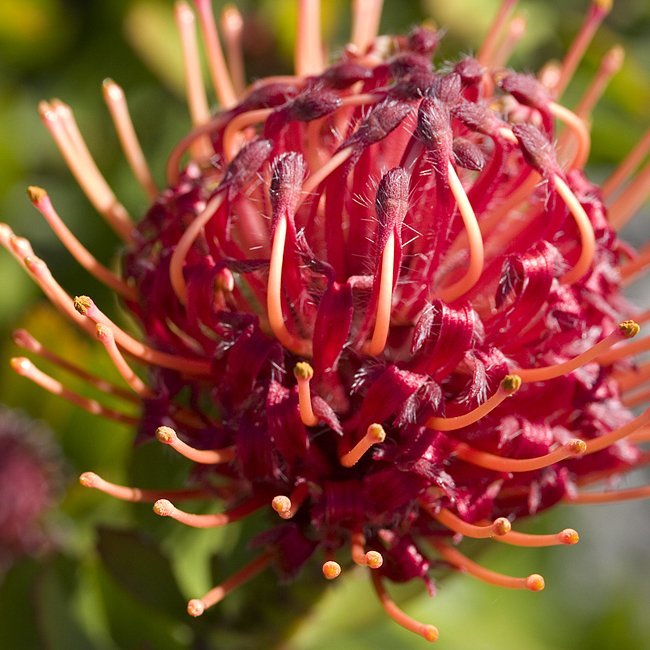 Leucospermum Carnival Red - Ladybird Nursery