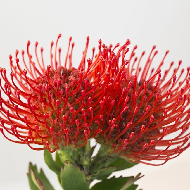 Leucospermum Carnival Red - Ladybird Nursery