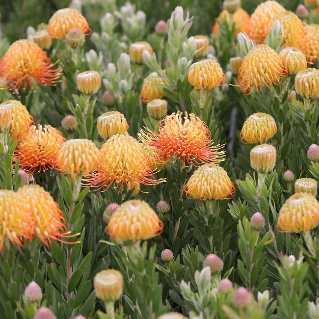 Leucospermum Phoenix Rising - Ladybird Nursery