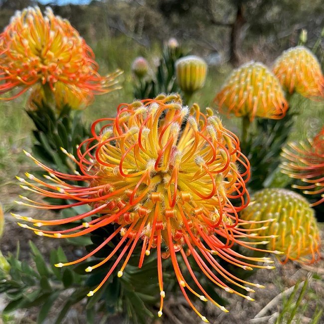 Leucospermum Phoenix Rising