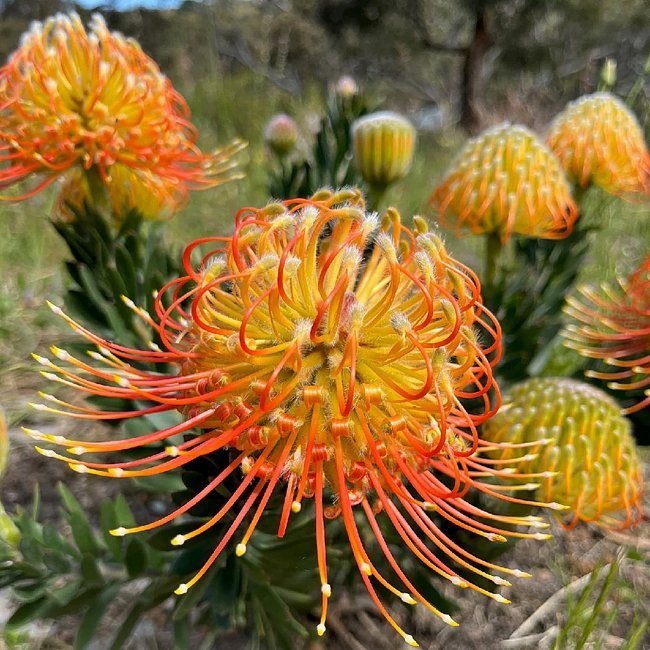 Leucospermum Phoenix Rising - Ladybird Nursery