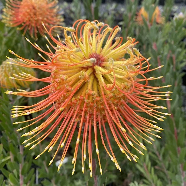 Leucospermum Phoenix Rising - Ladybird Nursery