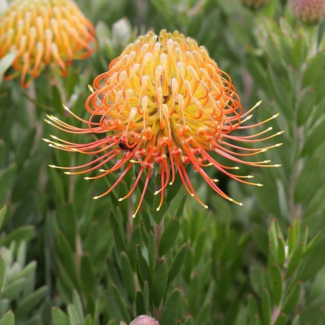 Leucospermum Phoenix Rising - Ladybird Nursery