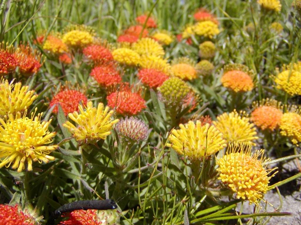 Leucospermum prostratum