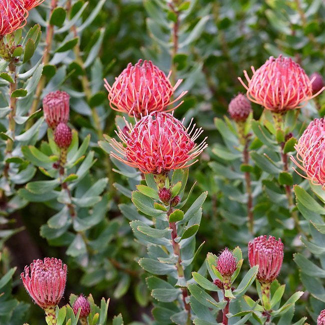 Leucospermum Red Phantom - Ladybird Nursery