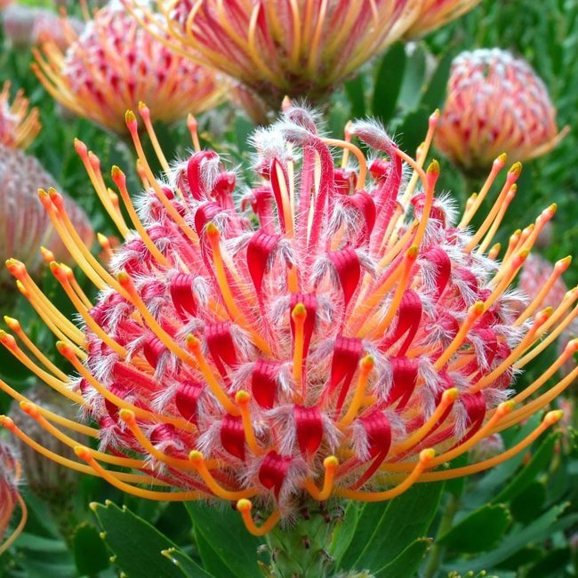 Leucospermum Red Phantom