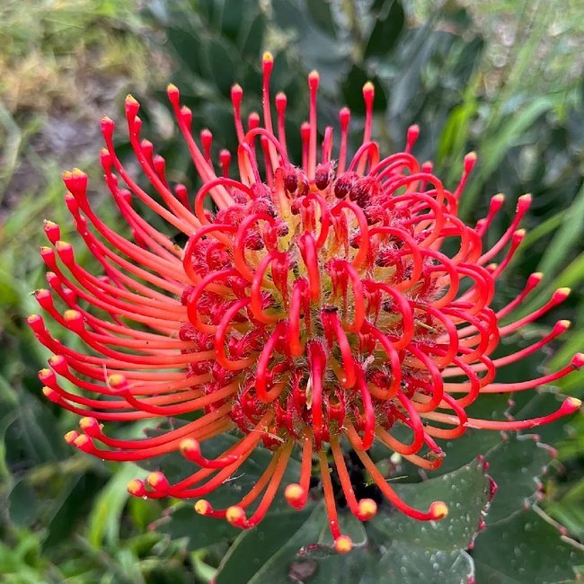 Leucospermum Red Phantom