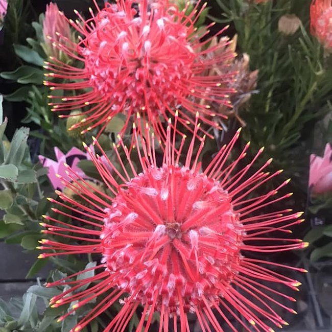 Leucospermum Red Phantom - Ladybird Nursery