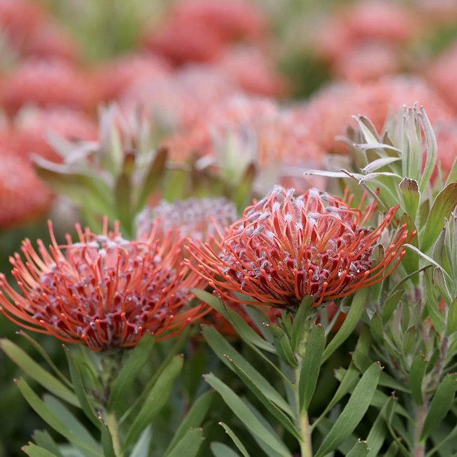 Leucospermum So Sincere - Ladybird Nursery