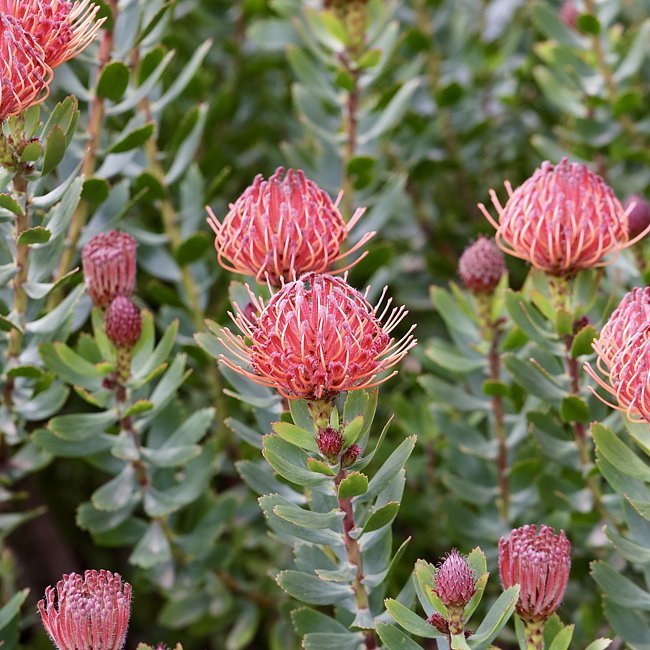 Leucospermum So Sincere - Ladybird Nursery