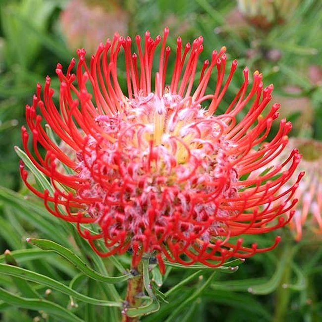 Leucospermum So Sincere