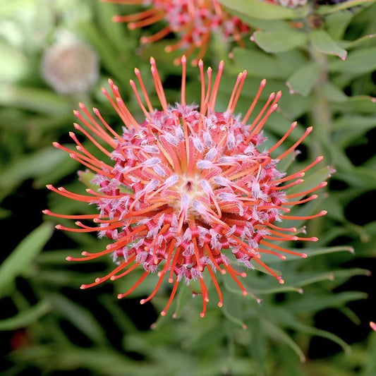 Leucospermum So Sincere - Ladybird Nursery