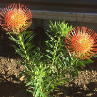 Leucospermum So Succesful