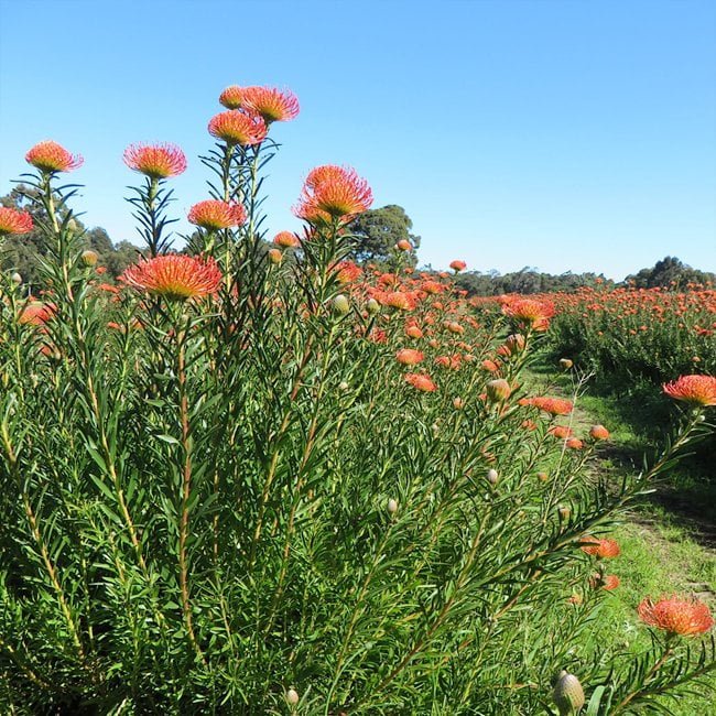 Leucospermum So Succesful - Ladybird Nursery