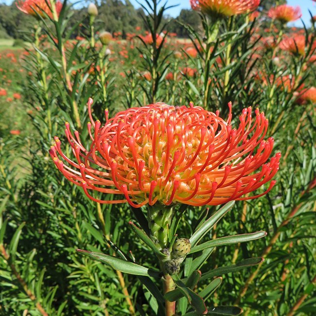 Leucospermum So Succesful - Ladybird Nursery