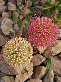 Leucospermum heterophyllum 'Hullabaloo' - Ladybird Nursery