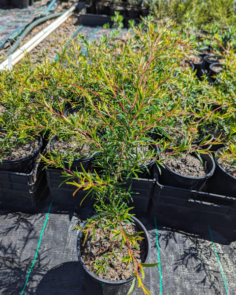 Leptospermum Lemon Frost - Ladybird Nursery