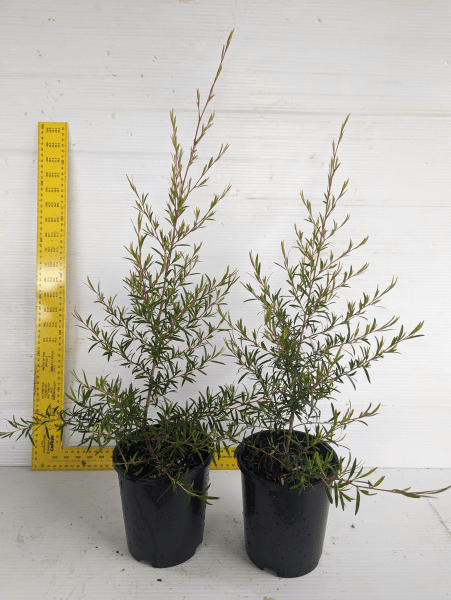 Leptospermum Lemon Frost - Ladybird Nursery