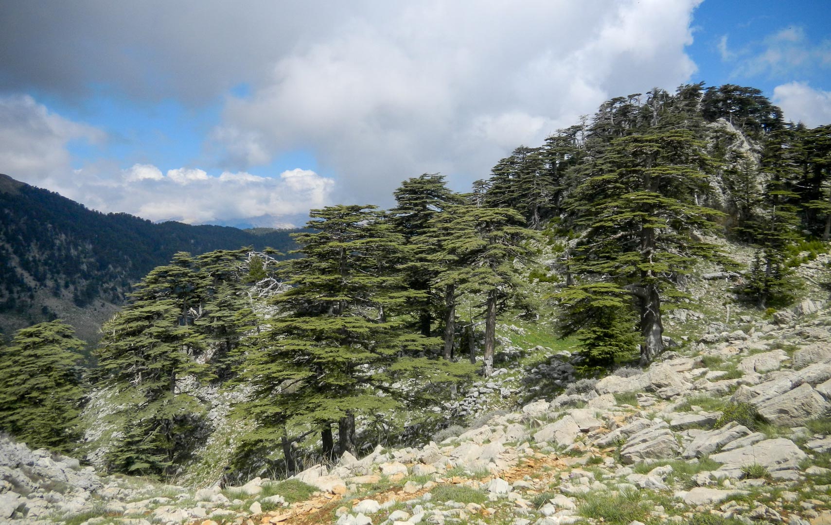 Cedar of Lebanon (Cedrus libani)