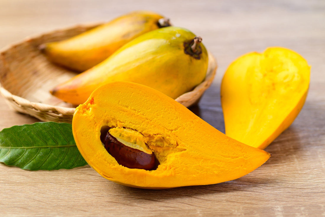 Yellow Sapote (Canistel) Fruit Tree - Ladybird Nursery