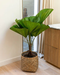 Ruffled Fan Palm (Licuala grandis) 300mm (PICKUP ONLY) - Ladybird Nursery