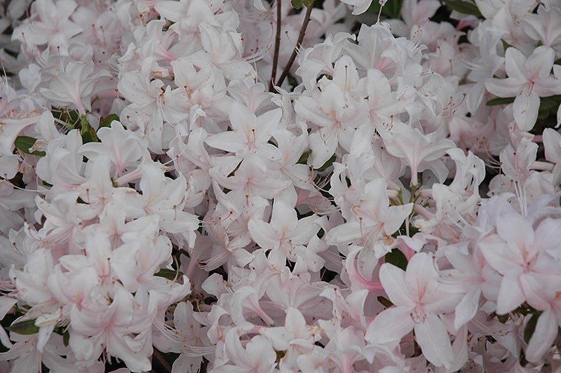 Azalea Lite White - Ladybird Nursery