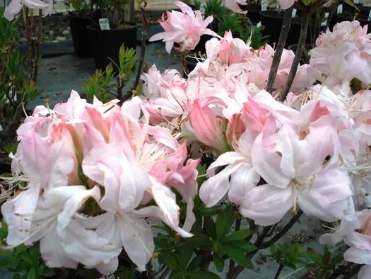 Azalea Lite White - Ladybird Nursery