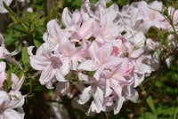 Azalea Lite White - Ladybird Nursery