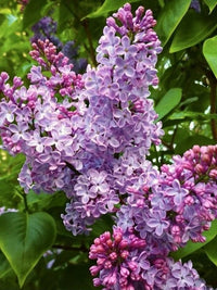 Sweetheart Lilac (Syringa vulgaris) - Ladybird Nursery