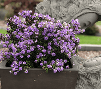 Hebe Bloomin Lilac Mist - Ladybird Nursery