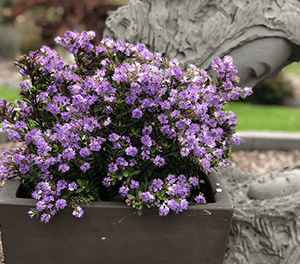 Hebe Bloomin Lilac Mist - Ladybird Nursery