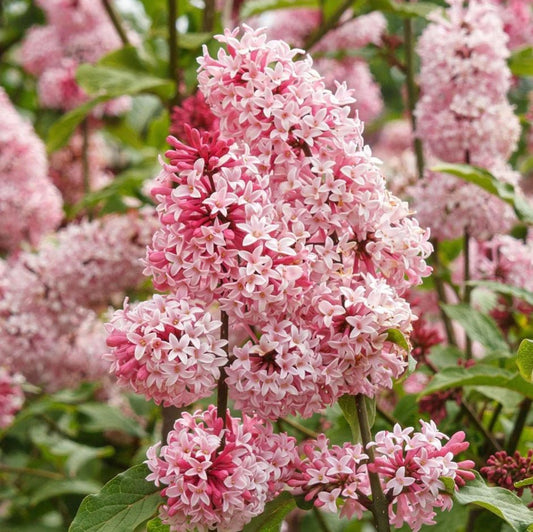 Miss Canada 'Lilac' (Syringa vulgaris) - Ladybird Nursery