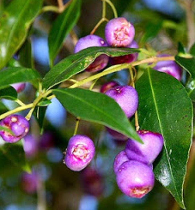 Blue Lilly Pilly (Syzygium oleosum) - Ladybird Nursery