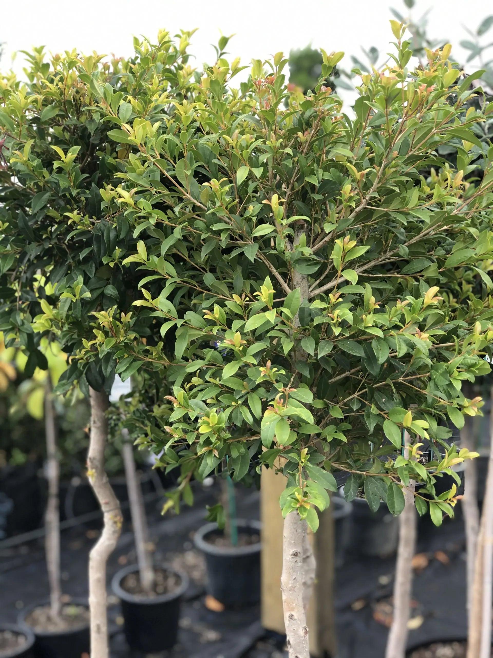 Lilly Pilly Standards (Syzygium australe)