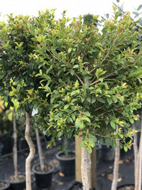 Lilly Pilly Standards (Syzygium australe)