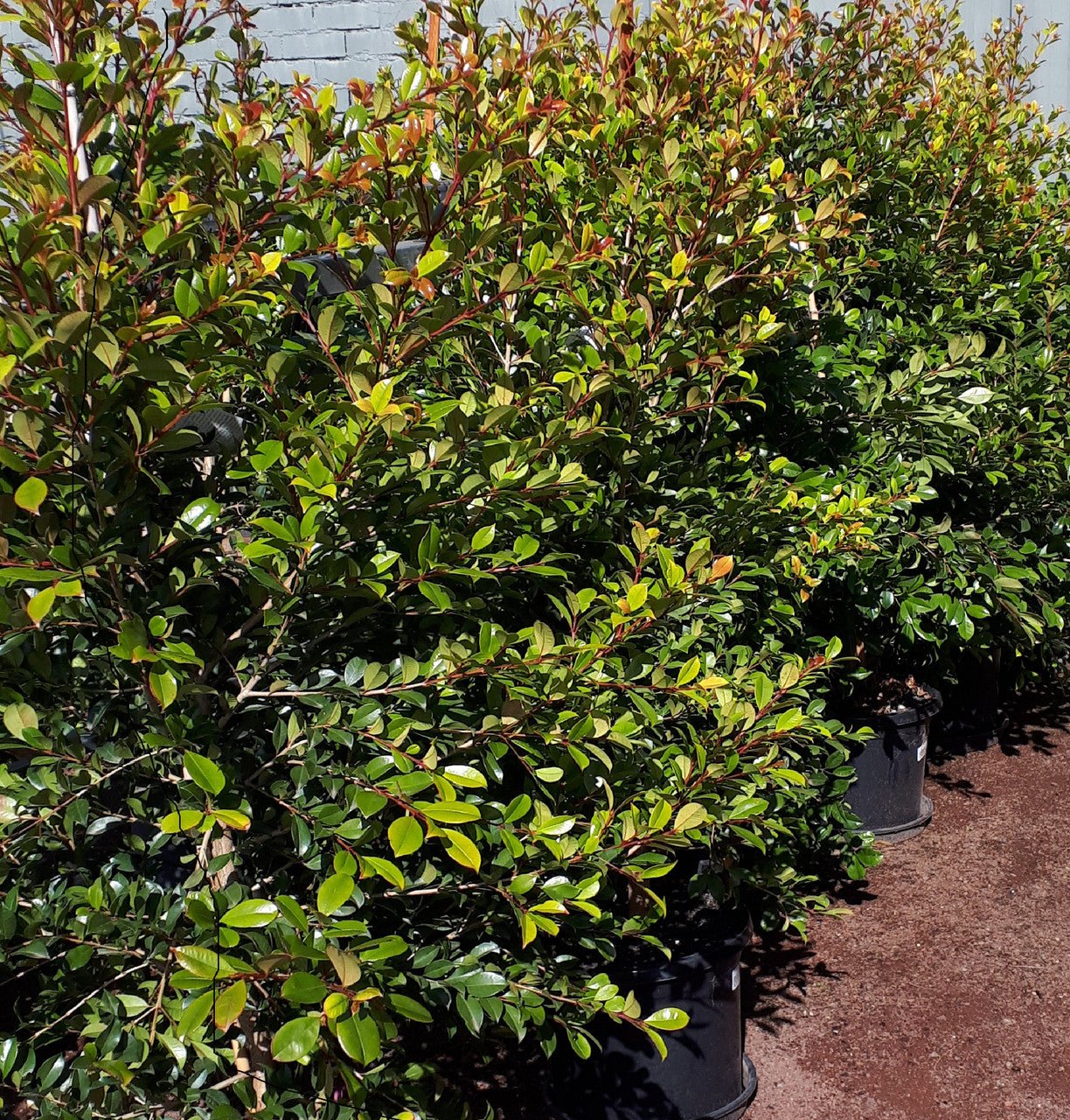 Lilly Pilly Backyard Bliss (Syzygium australe) - Ladybird Nursery