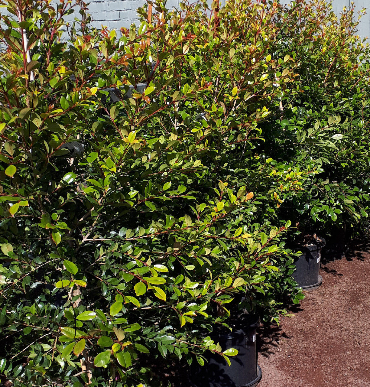 Lilly Pilly Backyard Bliss (Syzygium australe)