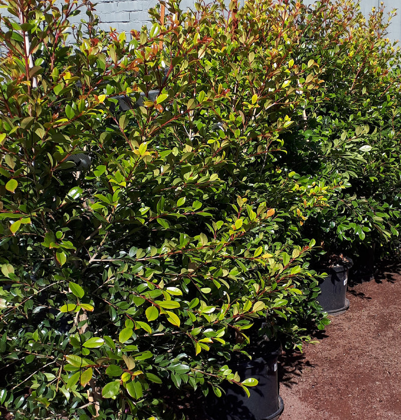Lilly Pilly Backyard Bliss (Syzygium australe)