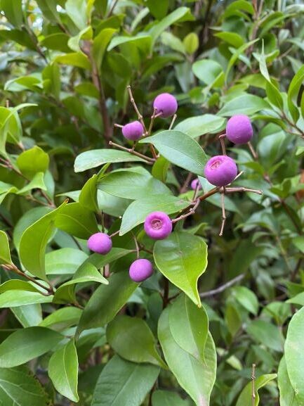 Lilly Pilly Minor (Acmena smithii)