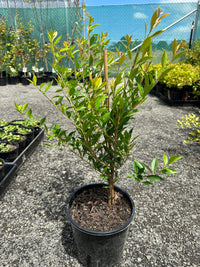 Lilly Pilly Minor (Acmena smithii)