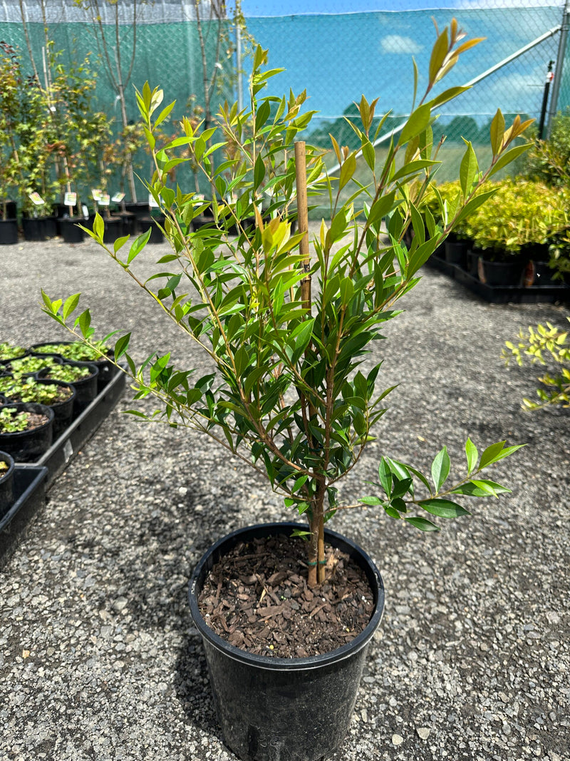 Lilly Pilly Minor (Acmena smithii)