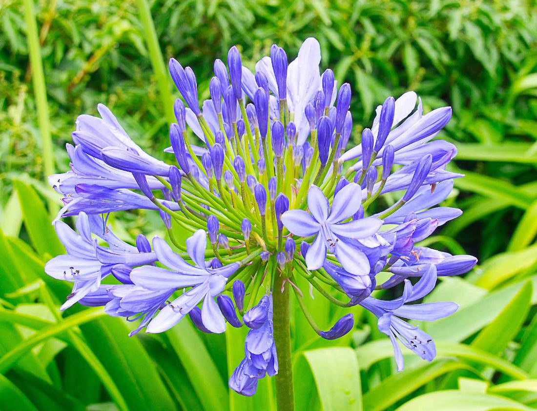 Agapanthus Bella™ - Ladybird Nursery