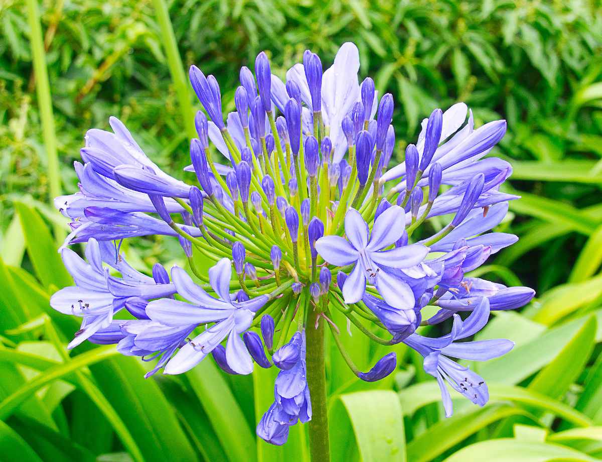 Agapanthus Bella™ - Ladybird Nursery