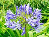Agapanthus Bella™ Tissue culture