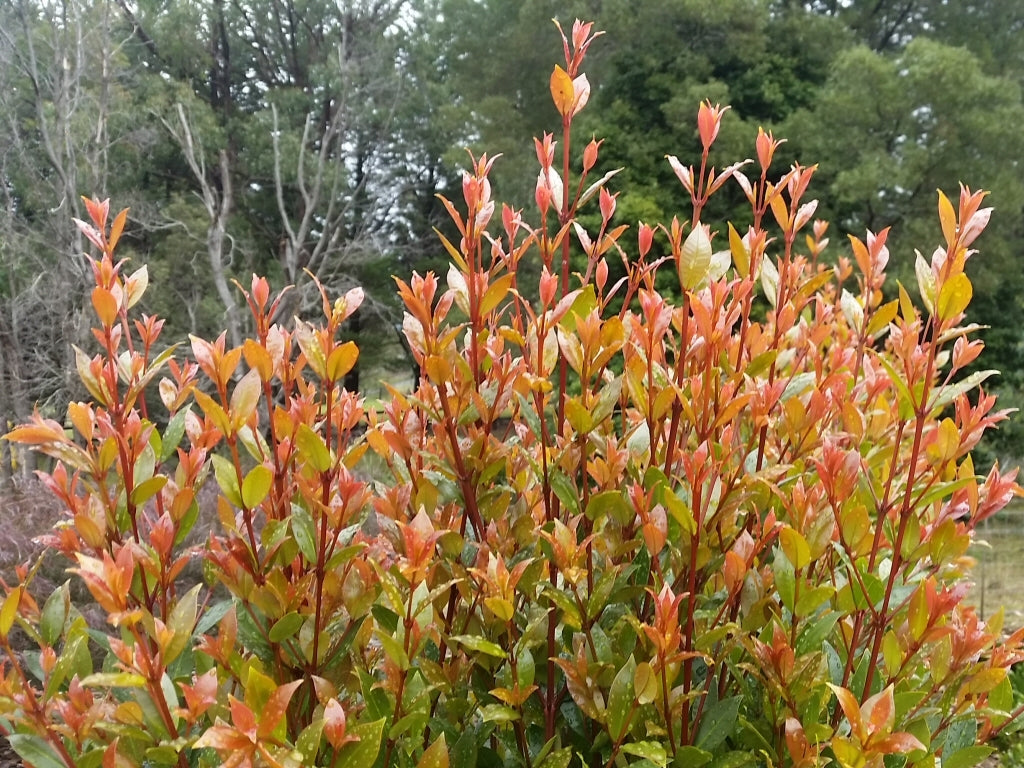 Lilly Pilly Long Island (Acmena smithii)