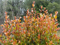 Lilly Pilly Long Island (Acmena smithii)