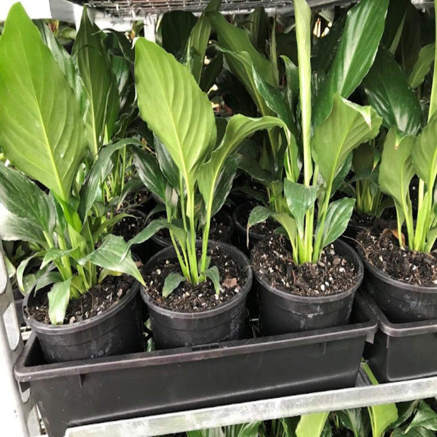 Peace Lily Assorted (Spathiphyllum cv.)