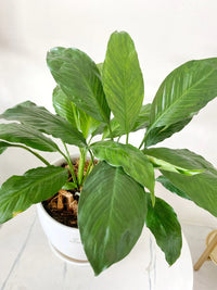 Peace Lily Assorted (Spathiphyllum cv.)