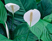 Peace Lily Assorted (Spathiphyllum cv.)